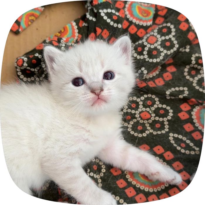 Продаются милые котята