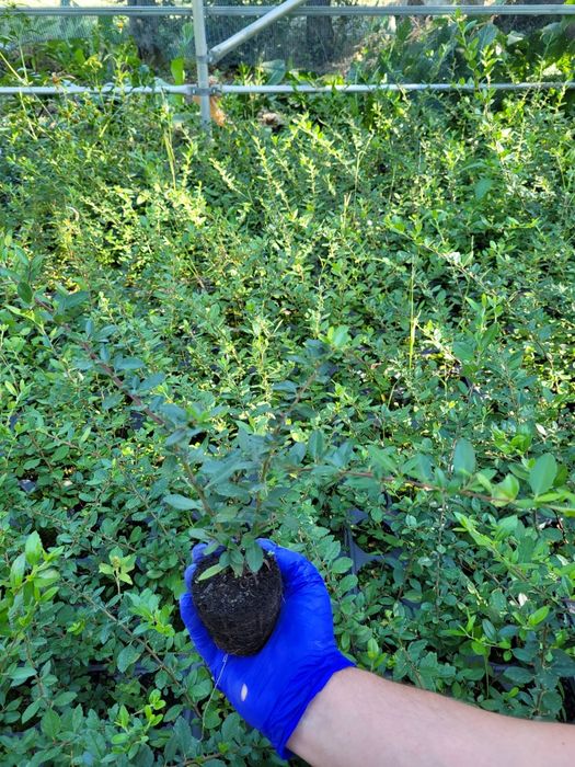 Pyracantha Red Column (Catina ornamentala)