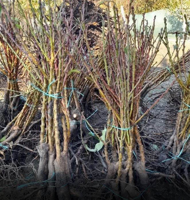 Pomi fructiferi columnari