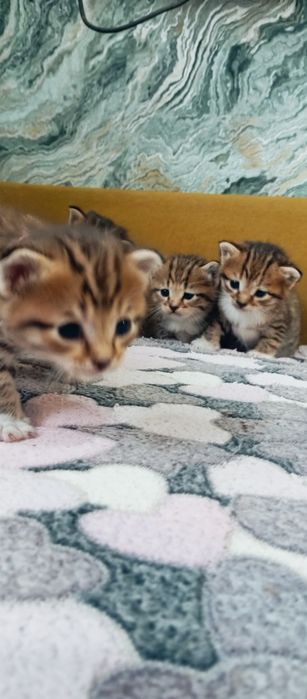 Мейн Кун папа котята