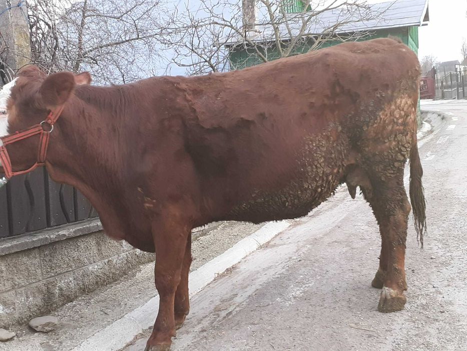 Vacă de vânzare!!!
