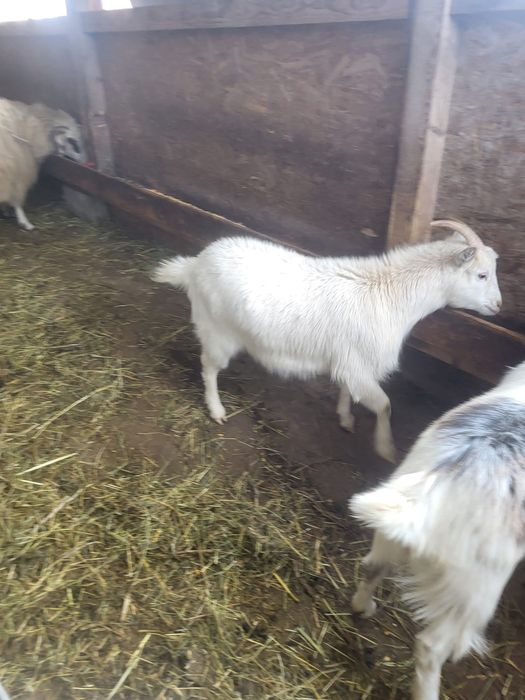 Vând 2 iede și un țăpișor