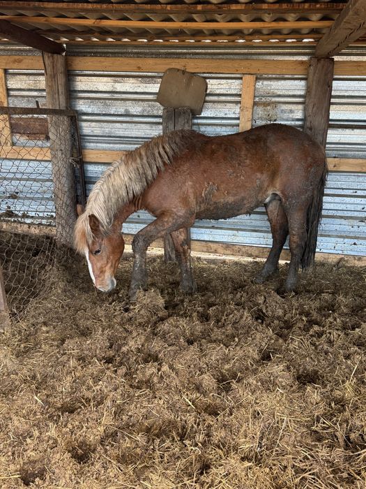 Продам жеребчика 2 года тяж