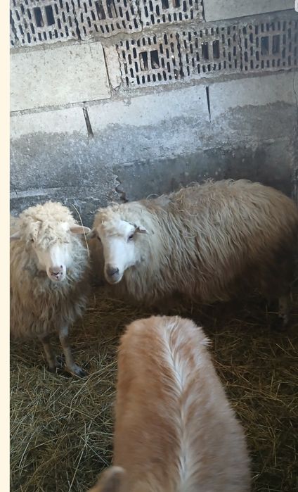 Vând căpriță de un an și. O capră care trebuie să fete și o oaie și mi