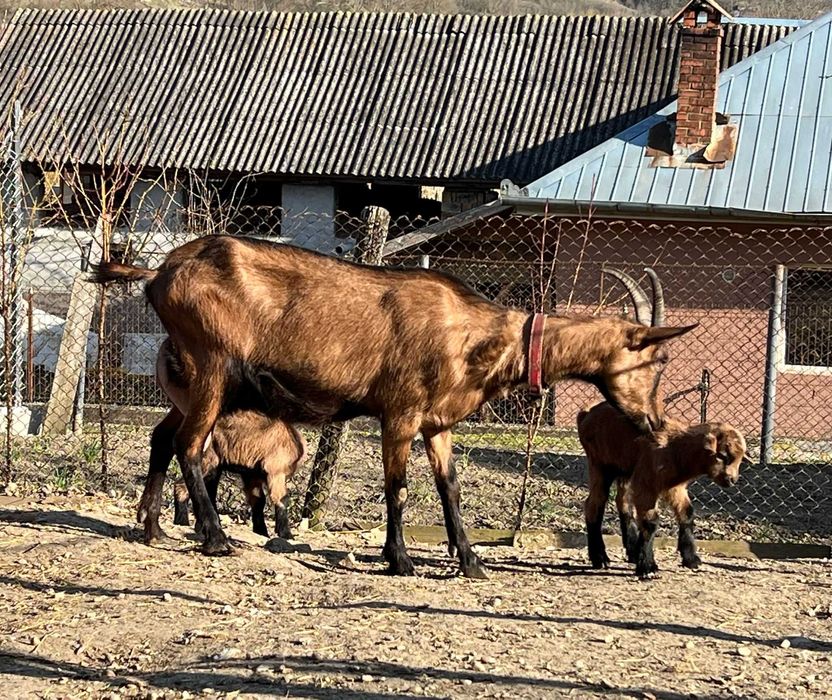 Capră cu 2 iezi la o două fătare