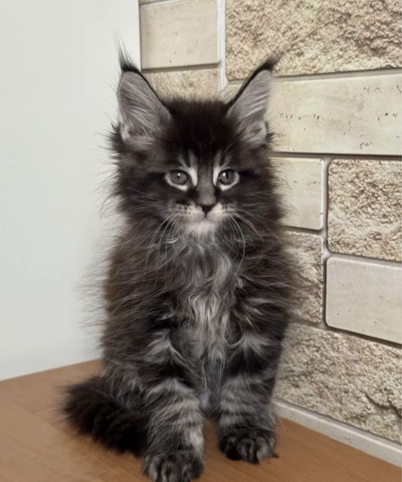 Мейн Кун  котёнок