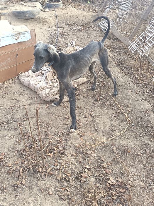 Тазы сатылады 10 аилык