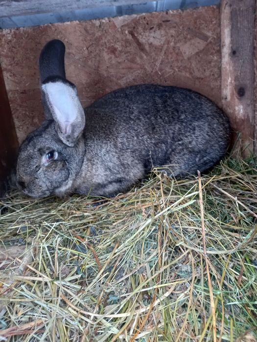 Vand femela urias german la oferta