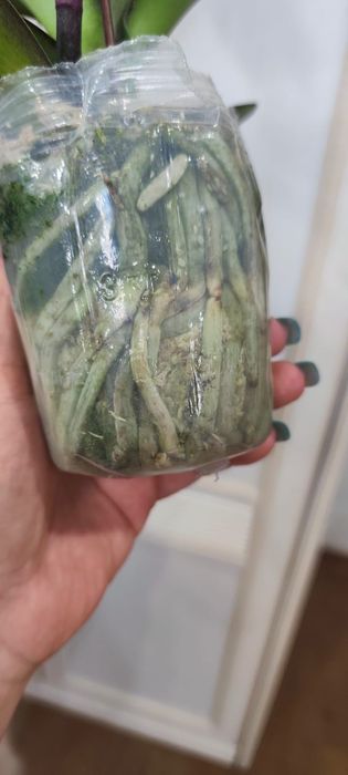 Продам Орхидею "Спорт Леопард"