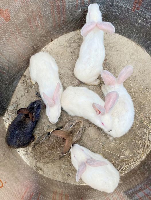 Vând iepuri, rasă hycole francez