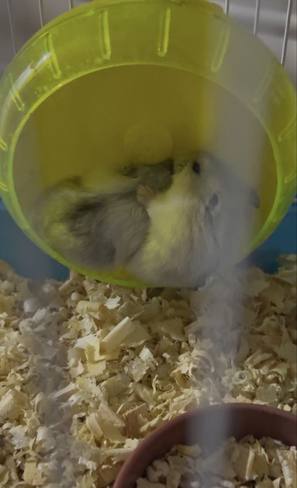 Пушистая парочка хомяков с клеткой в хорошие руки