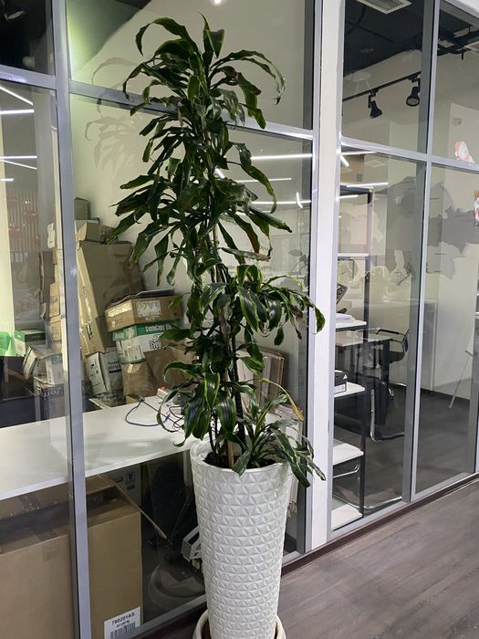 Комнатные растения