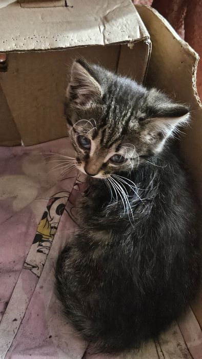 Отдам котят в добрые руки!