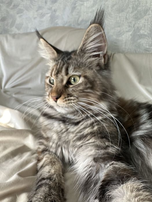 Котята Мейнкуны!