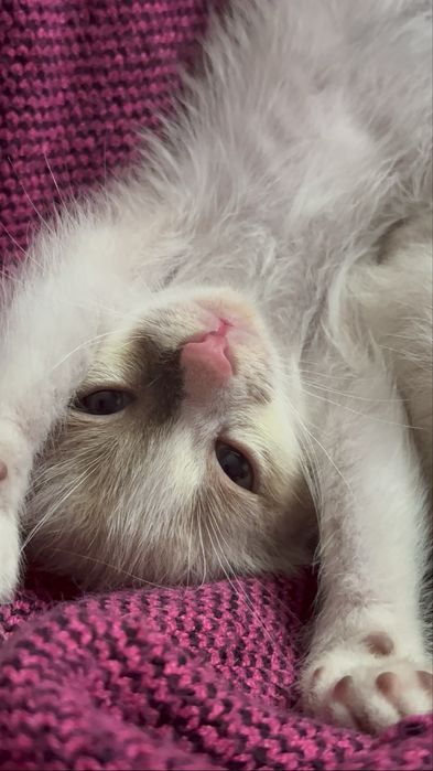Котёнок в добрые руки