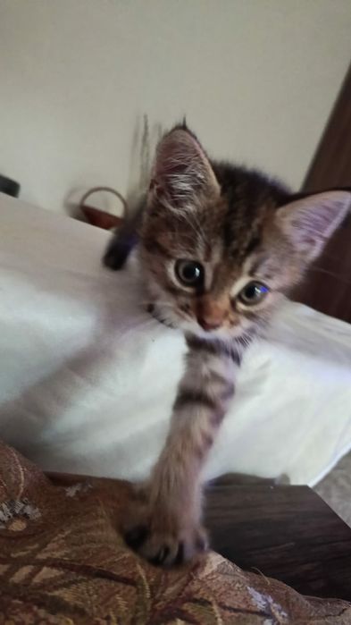 Отдам котенка девочка