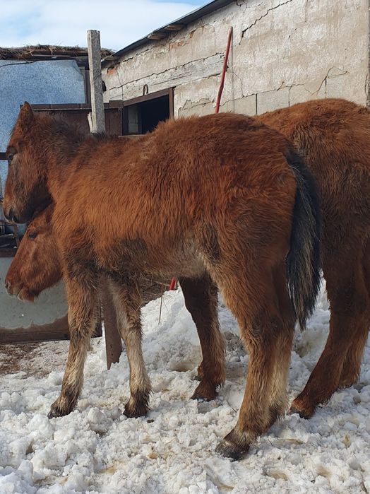 Тай еркек сатылады.