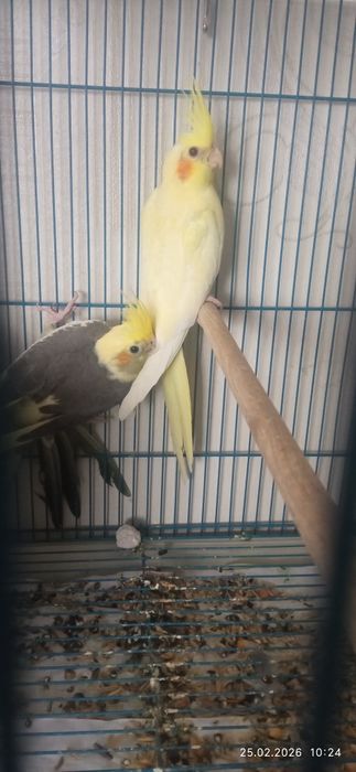 Кареллы продаю молодые