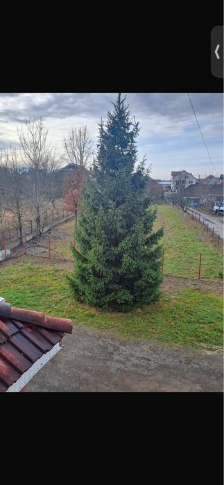 Brad Natural 10 11 m metri