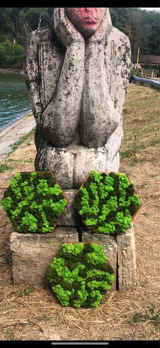 Tablou cu licheni si muschi stabilizati