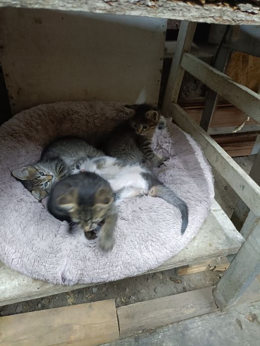 Отдам симпатичных котят