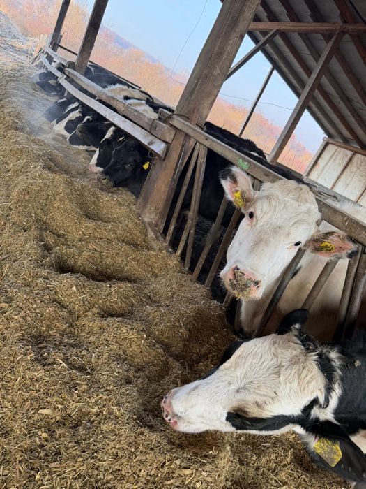 Vand juninci din vaci de lapte