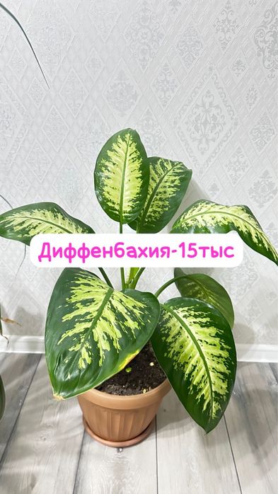 Диффенбахия, растение с крупными листьями