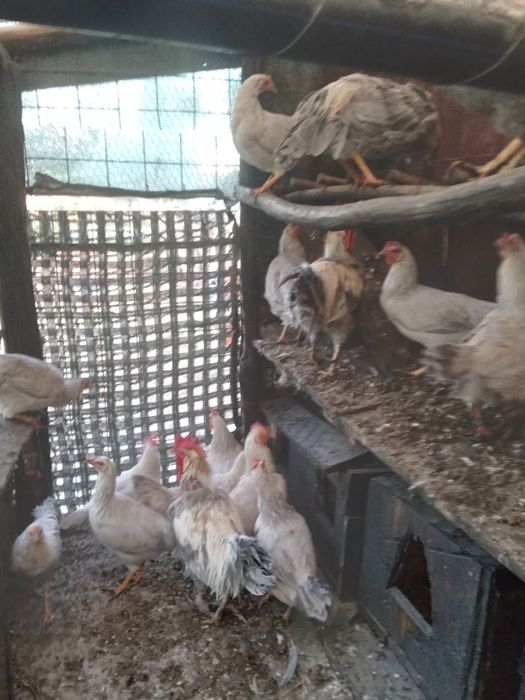 Gain si cocos italiene