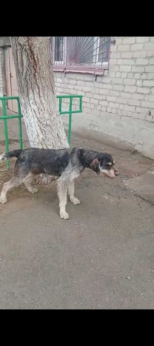 Драдхар сатылады