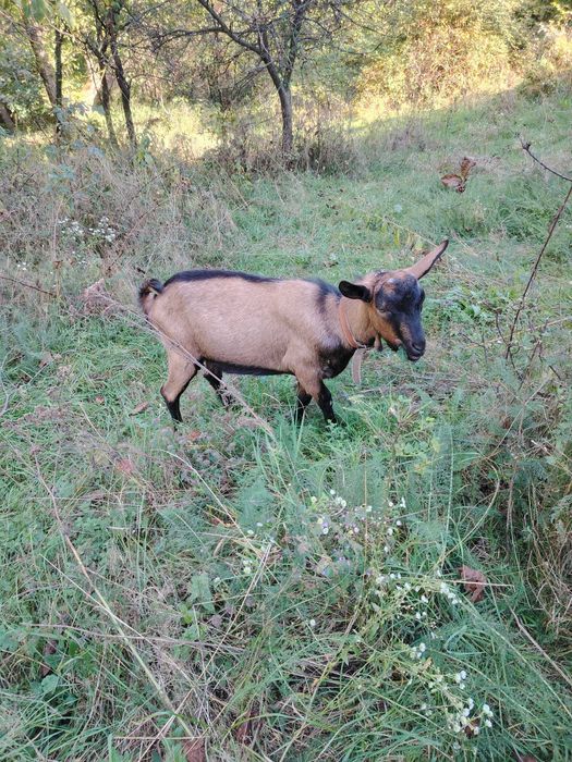 Vând țap rasă alpină