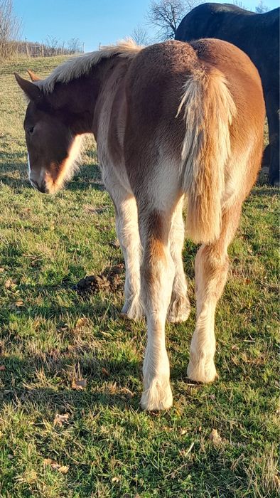 Vand manza din armasarul Fin