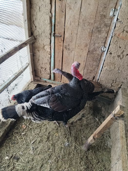 Үндік сатылады..