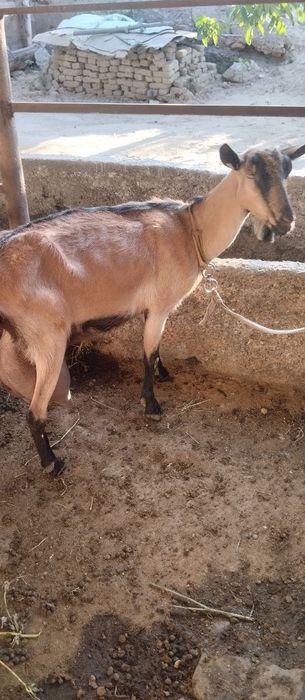 Zotli echki sotiladi ertalab 2 letr kechda 2 letr sut beradi