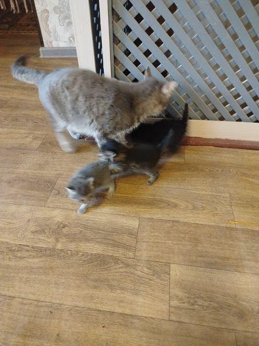 Мушик боллари билан