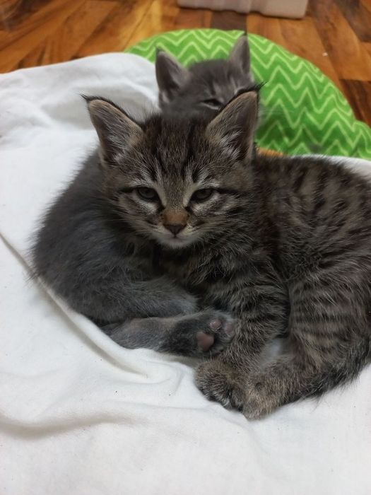 Котята даром в добрые руки