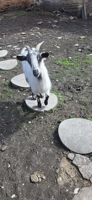 Коза /за продан.