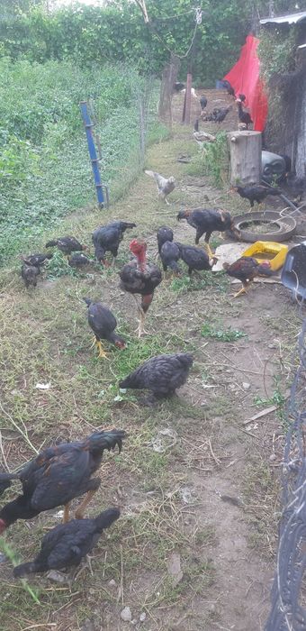Продам бойцовые цыплята дакан