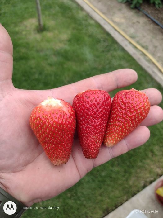 Продавам ягоди- разсад