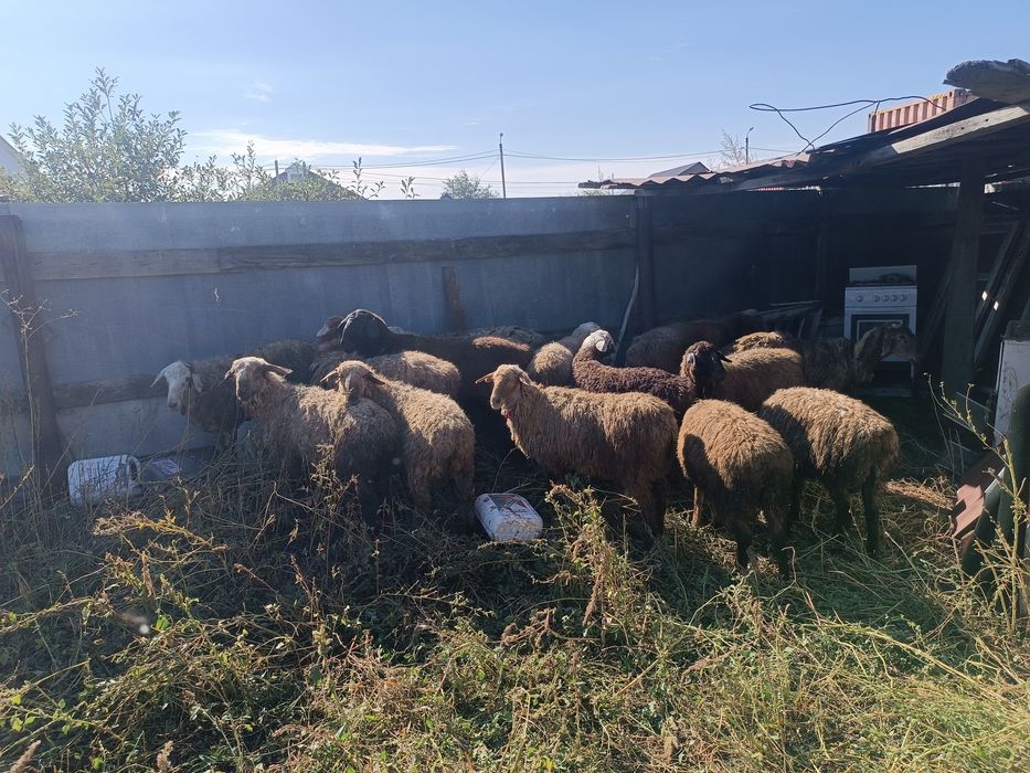 Продается Овцы бараны