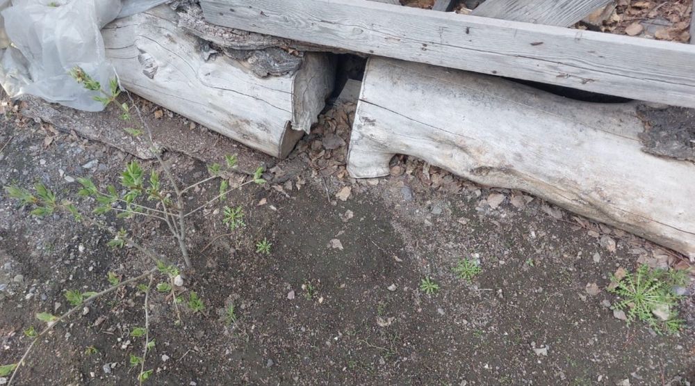 Карагач на дрова