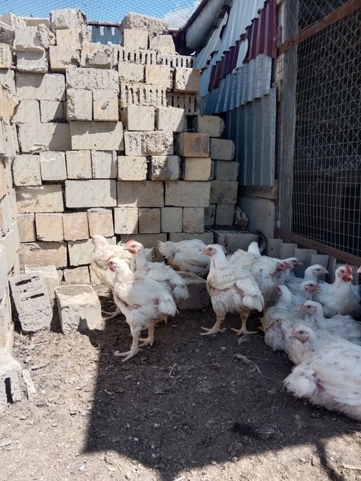 Бройлер подрощенный кобб500