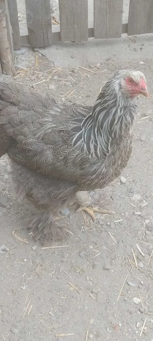 Pui brahma  50 lei bucata