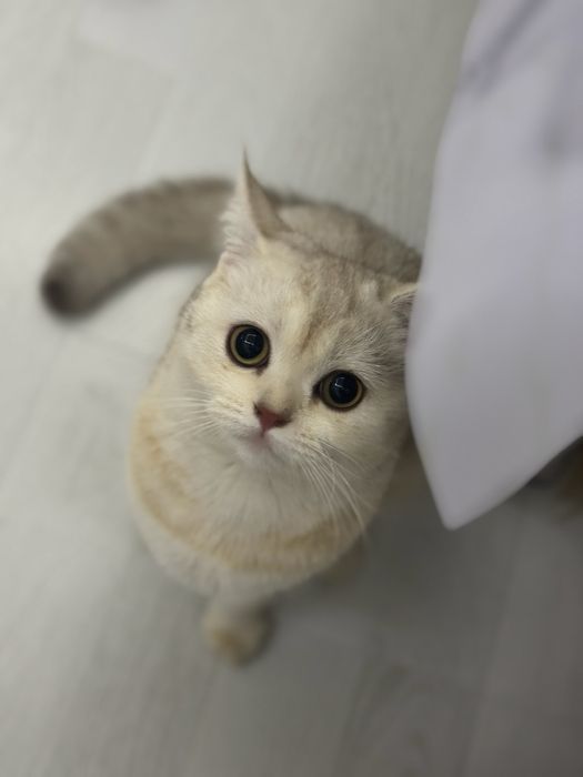 Отдаю котика в хорошие руки