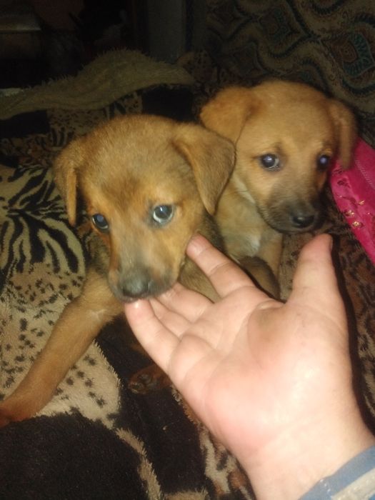 Дикая собака Дигга