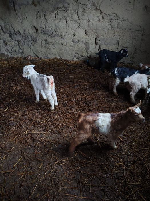 Vand tapisori pentru biberon