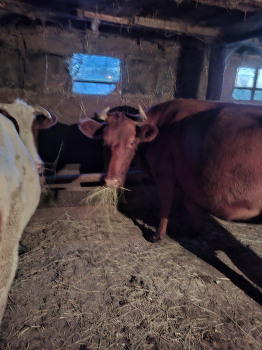 Продам  дойных коров
