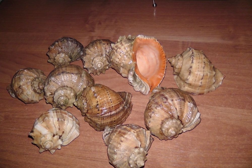 Продам морские ракушки