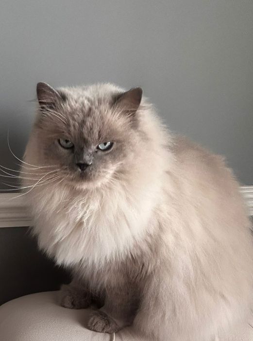 Adopție responsabilă: Motan British Longhair, 4 ani – Arad