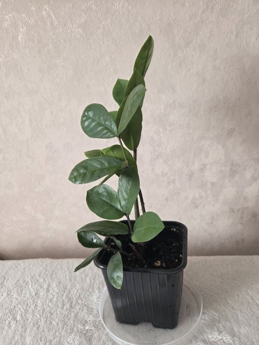 Продам цветок . Замиокулькас .