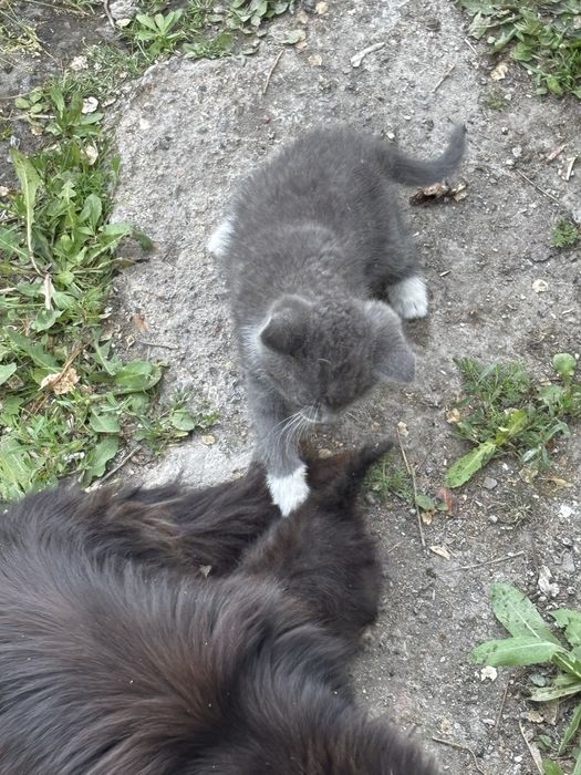 В добрые руки котята крысоловы